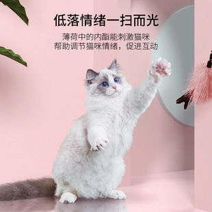 美人貓圖片 海量高清美人貓圖片大全 阿里巴巴