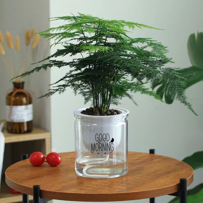 Planta decorativa de bambú en botella de vidrio, hidroponía con pino y nubes, ideal para sala de estar u oficina image 3