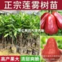 南方台湾四季地栽果苗