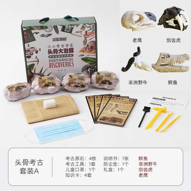 [과학 대중화 교육] 두개골 시리즈 A 세트 (16 개의 전체 머리 상자를 촬영하는 것이 더 비용 효율적입니다)