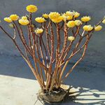 结香花苗金腰带打结花梦冬花庭院耐寒风景树盆栽浓香独杆结香树苗