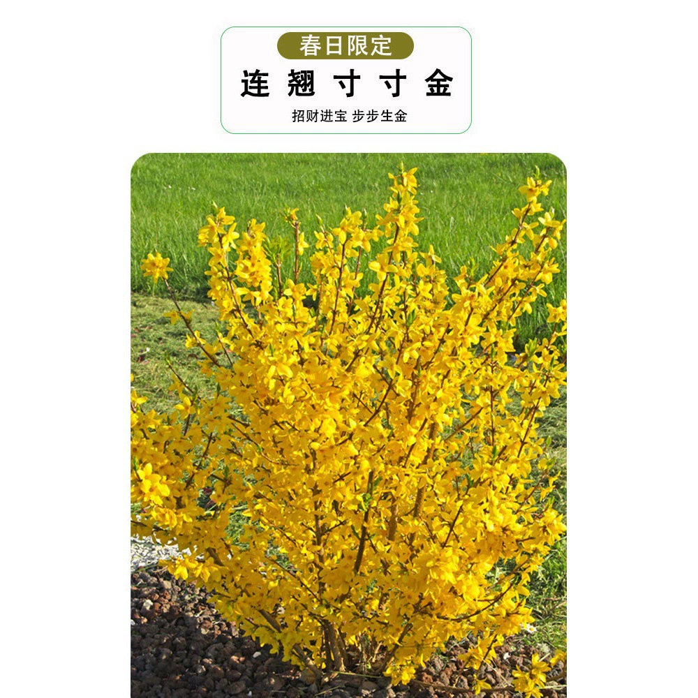 Саженцы жимолости, саженцы примулы, саженцы для озеленения двора дома на балконе «Желтый тигр», морозостойкие и легко выращиваемые растения, цветы «Золотой колокольчик».