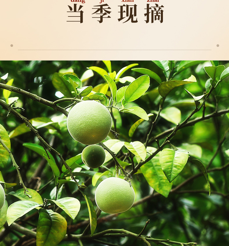 Huazhou Tangerine Peel Preserved Fruit Hua Ju Hong Ready to Eat Herbal Snack 150g key features