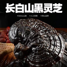长白山灵芝东北赤灵芝平盖正宗黑芝泡水泡酒炖汤产地直销