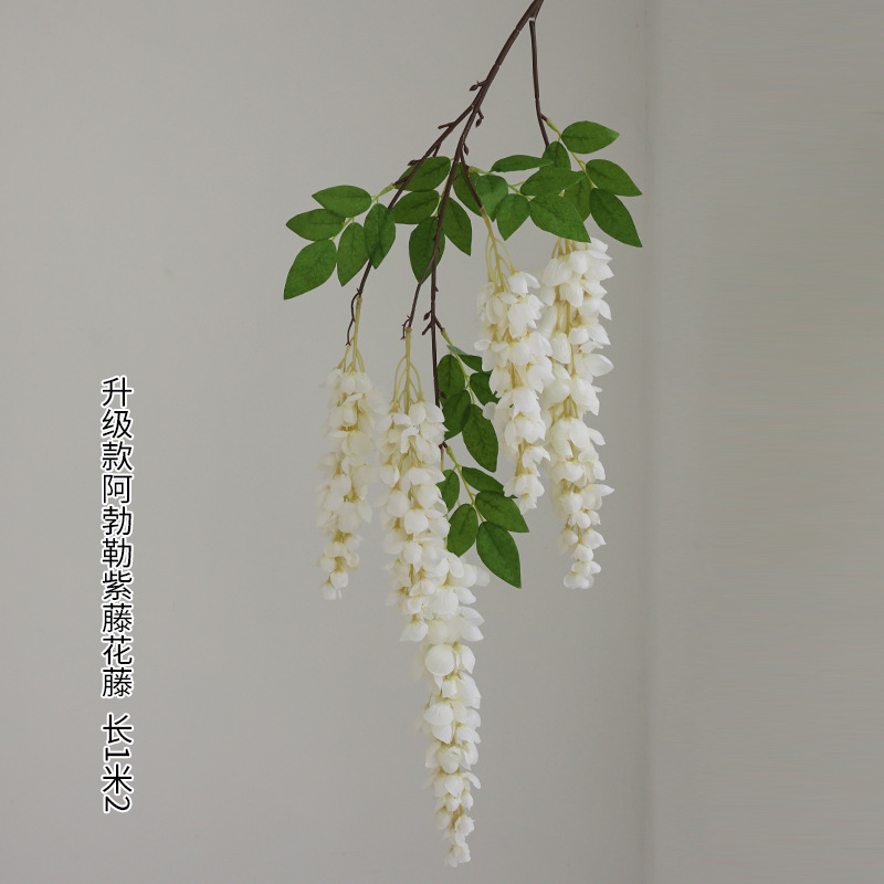 다섯 갈래 아버레 등나무 꽃 흰색