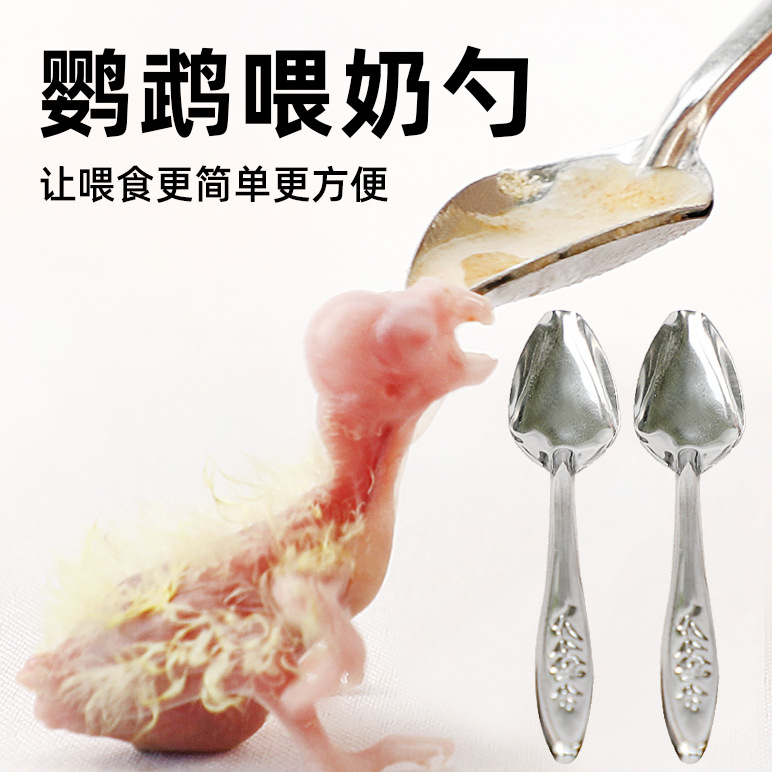 Parrot chick feeding bird feeding spoon chick feed tools Xuanfeng…