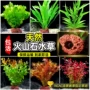 植物新手水草净水绿植