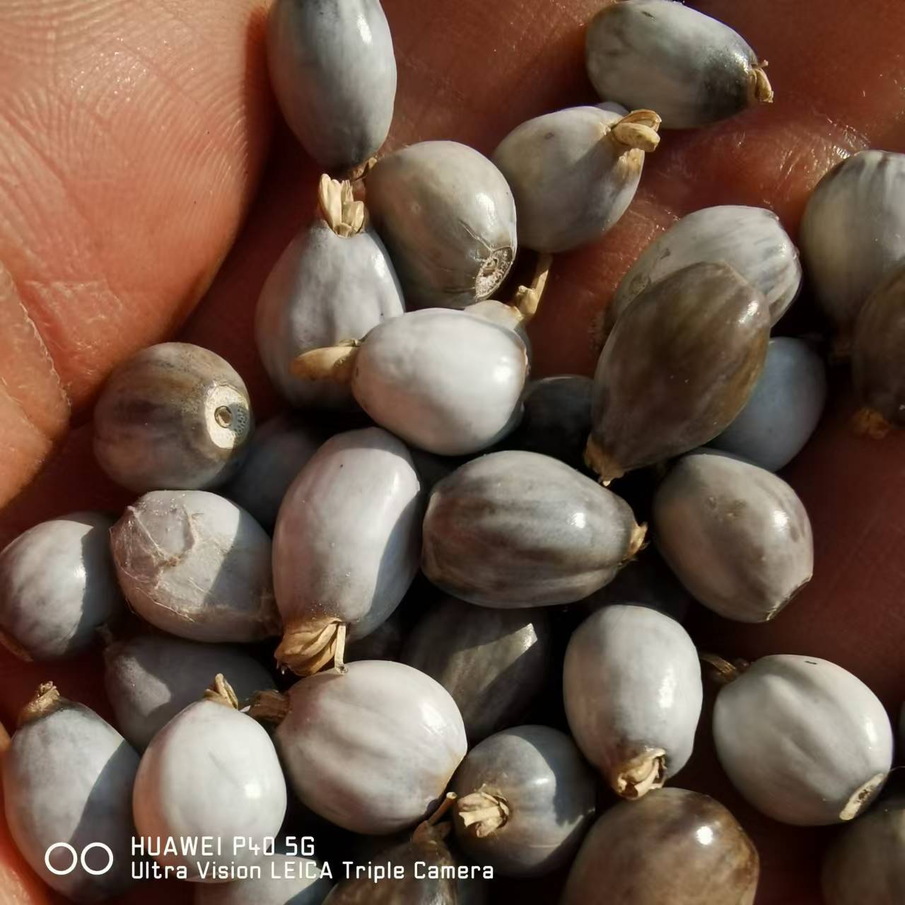 721efa370d375c9fc505b3f4e2ecd7