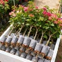 开花植物四季室内外三角梅