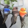 仿真小鸟麻雀摆件