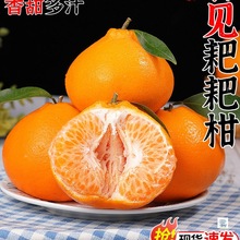 顺丰正宗四川春见耙耙柑新鲜橘子当季水果现摘丑粑粑柑丑柑桔大果