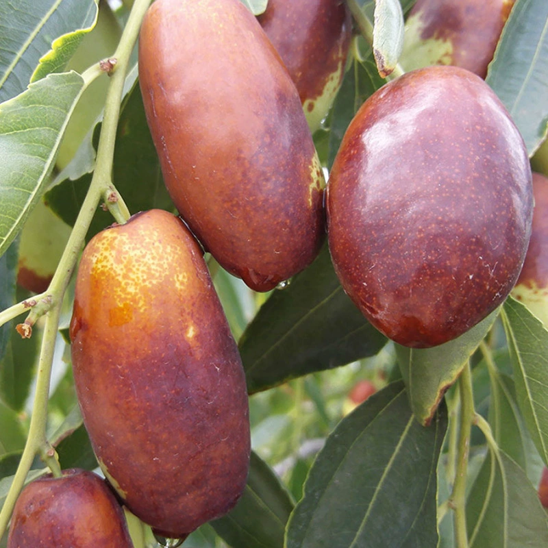 База оптом длинные рассады мармелада длинные красные Хрустящие молочные свежие рассады мармелада горшечные рассады мармелада