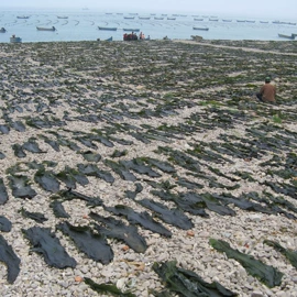 海带;干果生货;海参