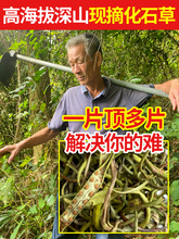 深山纯野生化石草250g中药材肾结肾胆石精茶黄金草嗷嗷叫