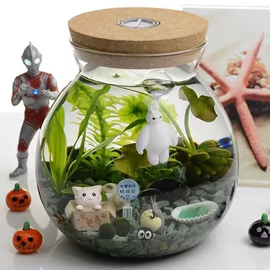 微景观瓶;玻璃杯;水培植物瓶