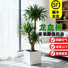 ��Ѫ��͏d�Gֲ���^��횘����F���҃ȴ���ֲ�����������B�͏d����