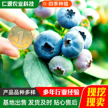 �R�����{ݮ����� �Ϸ��Nֲ�����ͺ����Ե����҃����{ݮ����