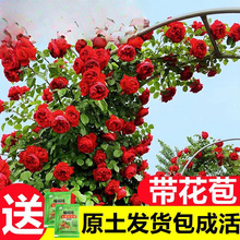 蔷薇花苗藤本月季特大庭院爬藤植物花卉盆栽阳台玫瑰爬墙四季开花