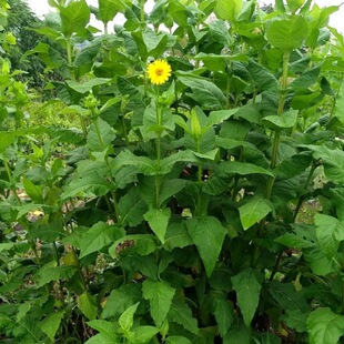 Pasture Grass Seeds, Spruce Grass Seeds, Perennial Pig, Cattle, Sheep, Goose, Livestock and Poultry Pasture Seeds, Champagne Chrysanthemum Grass Seeds