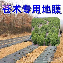 打孔地膜黑免大鹏苍术有洞农薄盖菜防棚羊肚菌材种植银麦太保