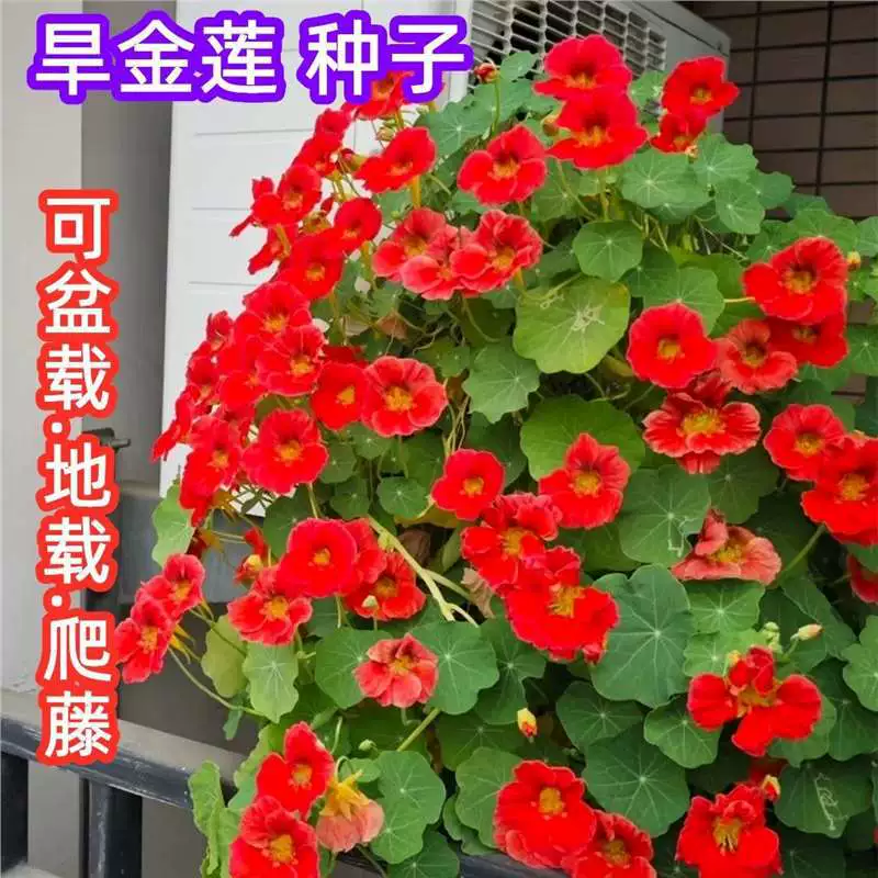 Семена настурции, семена водяной лилии, висячие вьющиеся растения, комнатные горшечные растения на внутреннем дворе, семена многолетних растений, легко выращиваемых в домашних условиях.