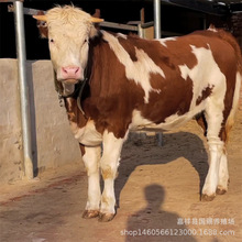 鲁西黄牛养殖利润西门塔尔肉牛夏洛莱母牛犊山东养牛场