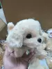 Little Golden Retriever-【Gold】♡