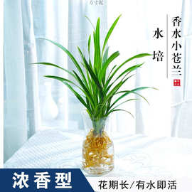 水培香水兰花苗室内植物浓香型四季建花卉耐寒植物冬季带花苞开花