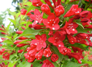 Dropshipping Red Prince Weeping Flower Seedlings Colorful Weeping Flower Tree Potted Villa Courtyard Cold-Resistant Greening Landscape Tree