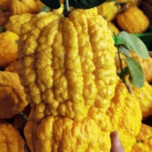 ������r�㙴 ��Ʒ�N�㙴���幩������㙴���r�����㙴Ƭ�ݲ�