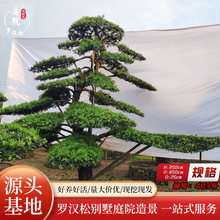 �_�h�����͘�@�ֹ��̾G��ͥԺ�� ����ͥԺӭ�����쾰����������