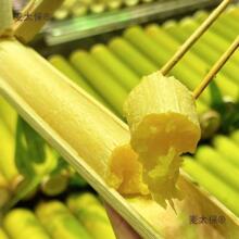 ̩���㽶��1000֧��Ͳģ����Ͳ�����ӛ�㽶����̫��������