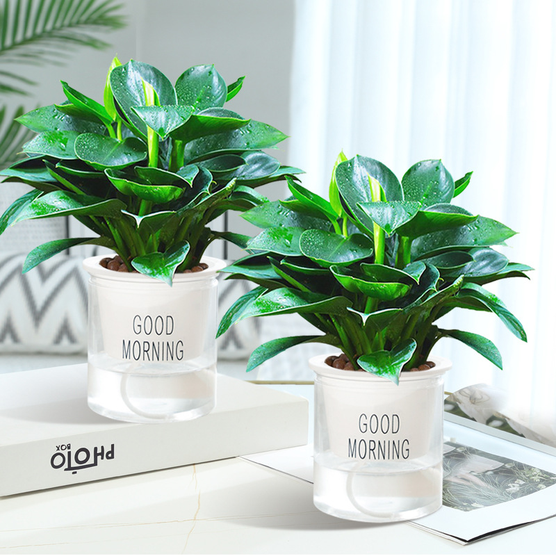 [화분 2개 추천] 금다이아몬드 3그루, 약 25cm (굿모닝 화분) + 영양액