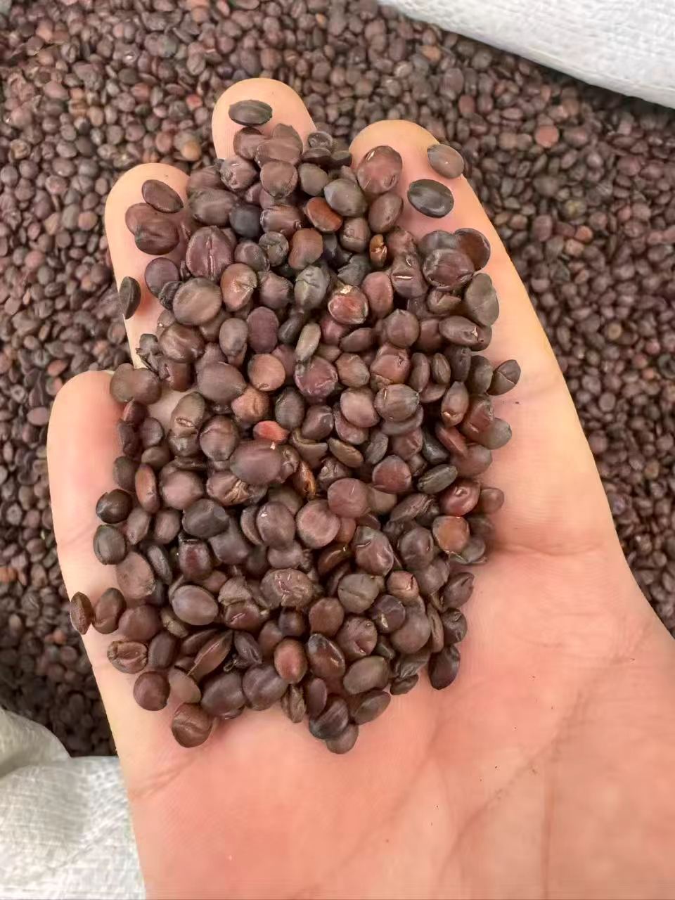 Dried Sour Jujube Seeds Suan Zao Ren Bulk 1000g Food Grade Herbal Ingredient preparation