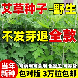 草种子;种子;草坪