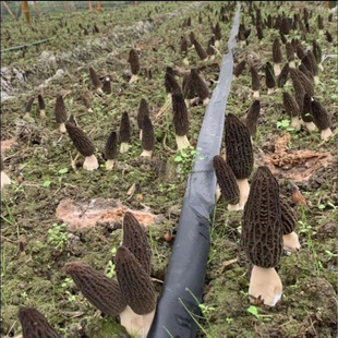 High Yield Soil Culture Morchella Mushroom Planting Package New Year Bonsai Cultivation Balcony Four Seasons Planting Mushroom Package