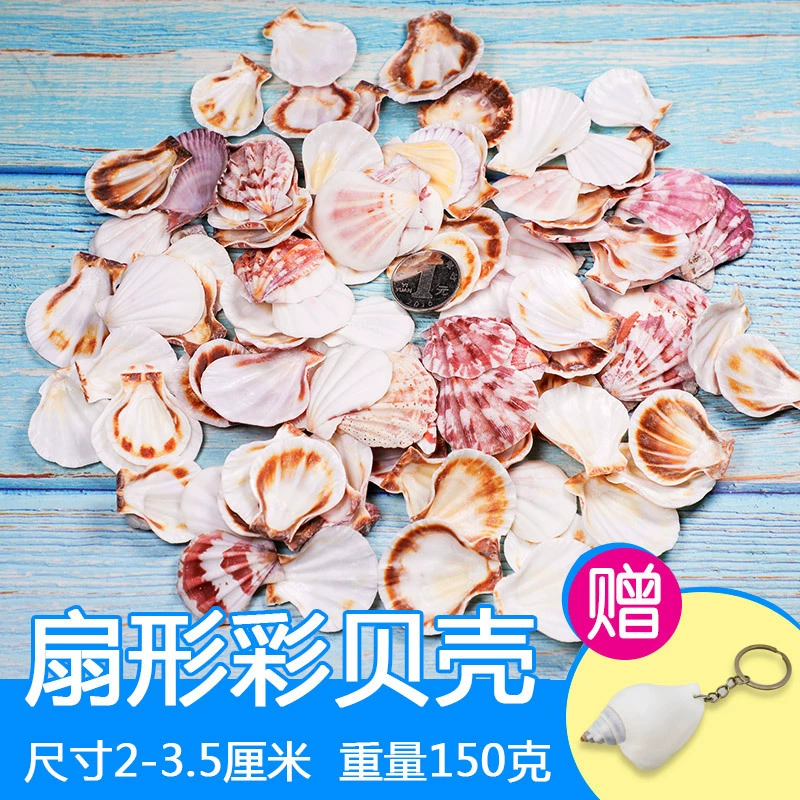 Organic aquarium with shells, aquarium decor, sample handmade