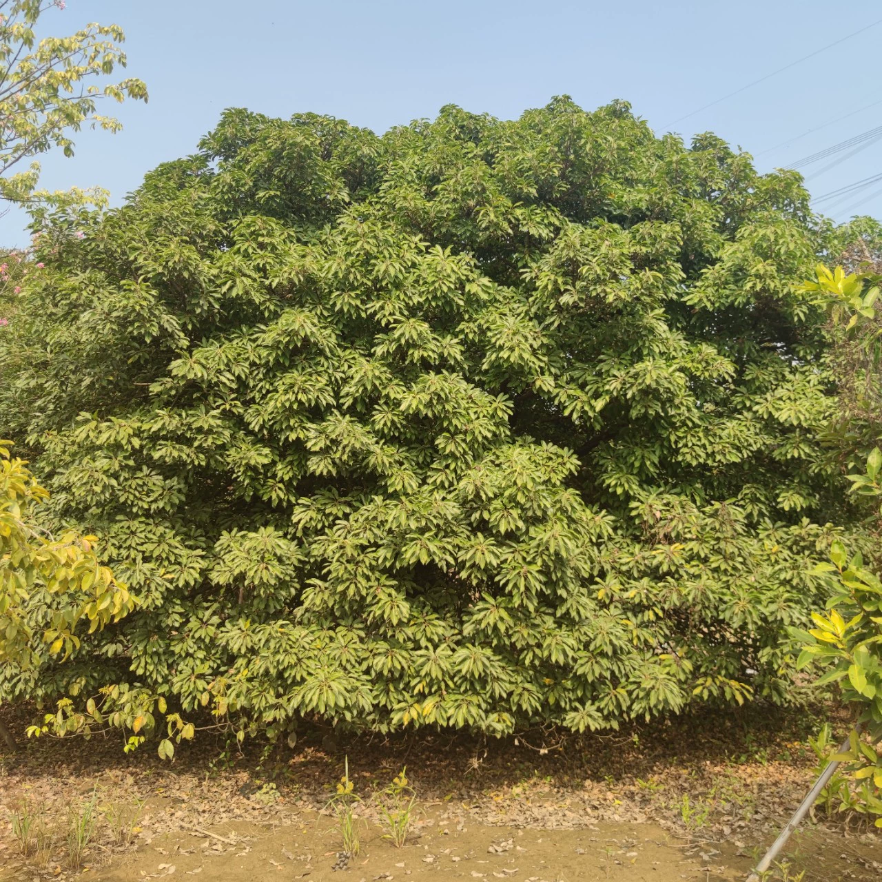 2201 поставка полная коронка трубки баньян дерево 70-80 см