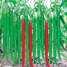 �����r��t���×l�����N���L�l�����������Ѹ߮a����¶���߲˷N��