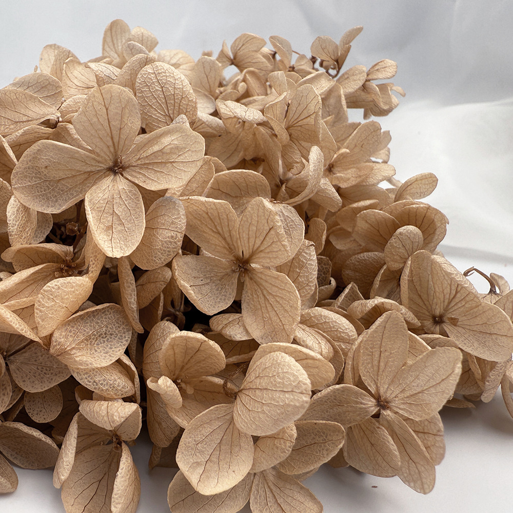 Flores de hortensia preservadas de calidad A+ del fabricante de Yunnan, flores preservadas en caja de 20g.