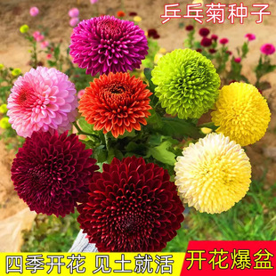 Table Tennis Chrysanthemum Seeds Are Explosive Pots That Bloom in All Seasons, Small Daisies Are Easy to Grow, Indoor and Outdoor Flower Potted Flower Seeds