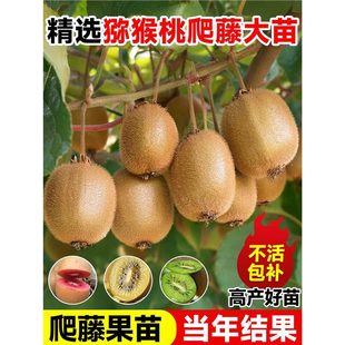 ���ګJ���Ҙ����t��ܛ������޽Ӵ���ͬ���ͺ��ϱ��Nֲ���Ե���