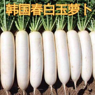 White Radish Seeds New White Jade Fruit Radish Open-Air Potted Farmhouse Spring & Fall All Year Round Farmhouse Vegetable Seeds