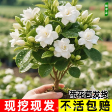 栀子花树苗大叶栀子花庭院园林工程绿化浓香型四季小叶栀子花小苗