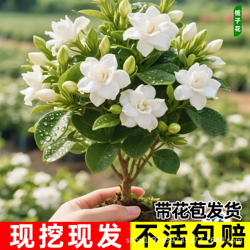 栀子花树苗大叶栀子花庭院园林工程绿化浓香型四季小叶栀子花小苗