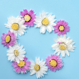 Scaled Chrysanthemum Dried Flower Embossed Plant Specimen DIY Handmade Dropping Glue Baffle Mobile Phone Shell Scented Candle Photo Frame Flower Material