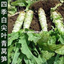 ����Ƥ�n�S�N�� �߲˷N���ļ����߮a���Ό�����~�n�S�N��