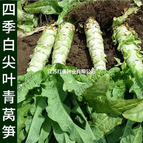 Sanqing Кожура Семена Салата Семена Овощных Культур Четыре Сезона Посев Высокая Урожайность Термостойкость Холодная Сопротивление Остроконечные Семена Салата Лист