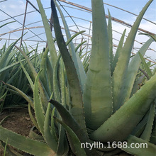 库拉索芦荟鲜叶植物美容院灌肤专用可食用做面膜敷脸补水芦荟叶片