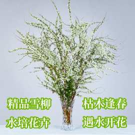 网红款鲜枝雪柳泡水开花水培冬季耐寒花卉干枝遇水家居室内绿植